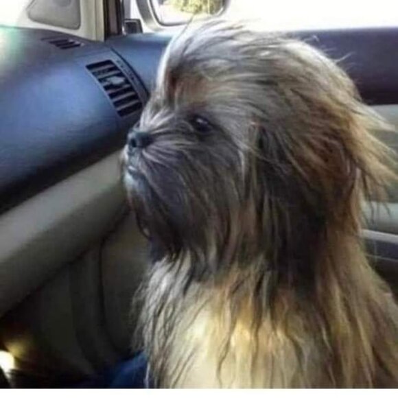 Meet your Posher, Jennifer - Picture 1 of 1